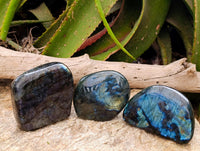 Polished Labradorite Standing Free Forms x 3 From Tulear, Madagascar