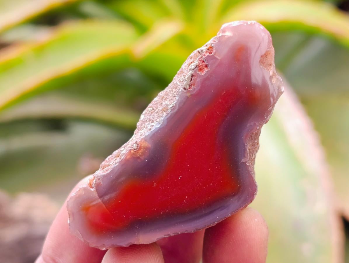 Polished Red Shashe River Agate Nodules x 35 From Shashe River, Zimbabwe