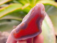 Polished Red Shashe River Agate Nodules x 35 From Shashe River, Zimbabwe