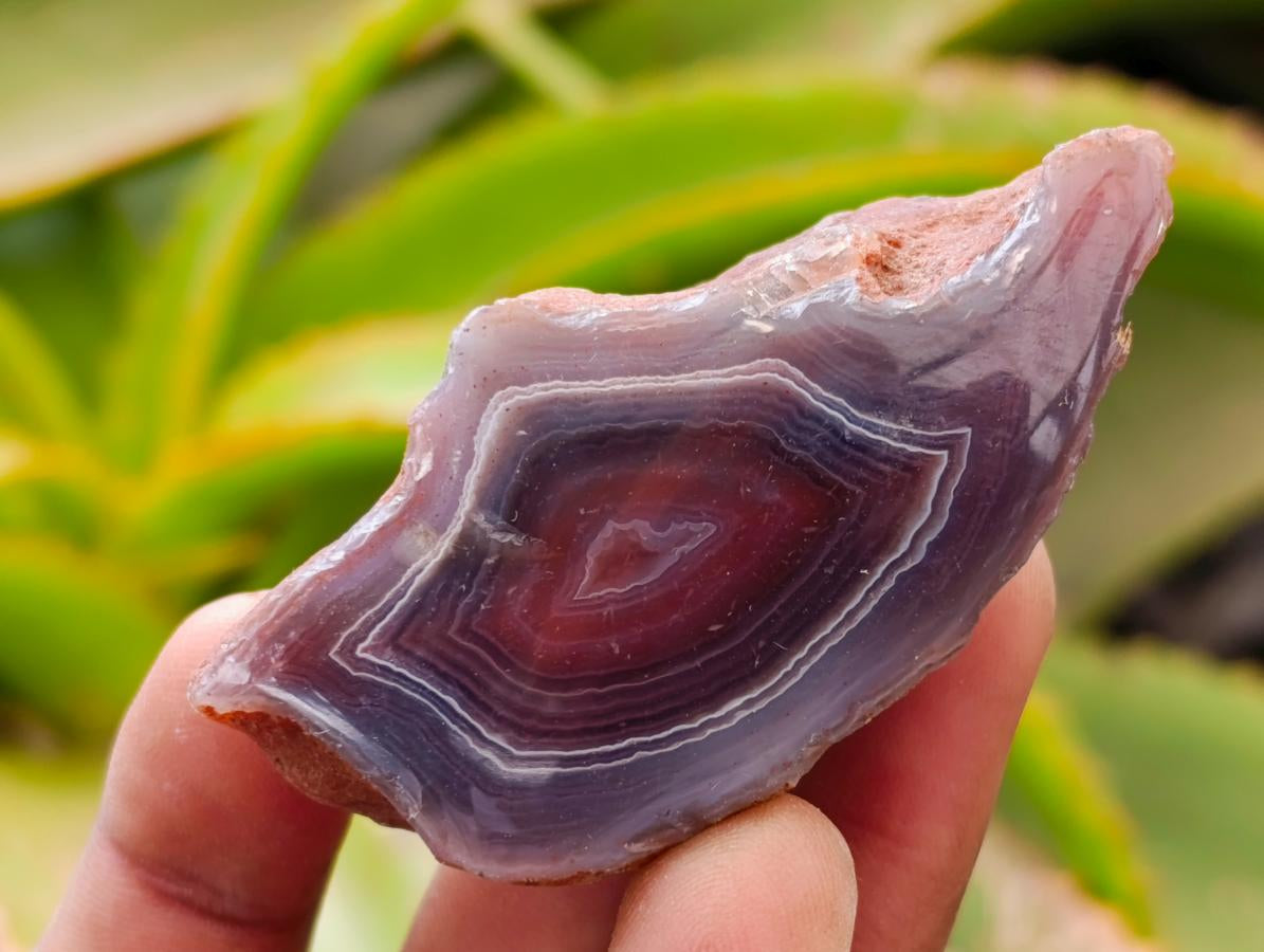Polished Red Shashe River Agate Nodules x 35 From Shashe River, Zimbabwe