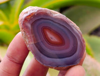 Polished Red Shashe River Agate Nodules x 35 From Shashe River, Zimbabwe