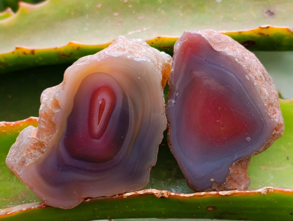 Polished Red Shashe River Agate Nodules x 35 From Shashe River, Zimbabwe