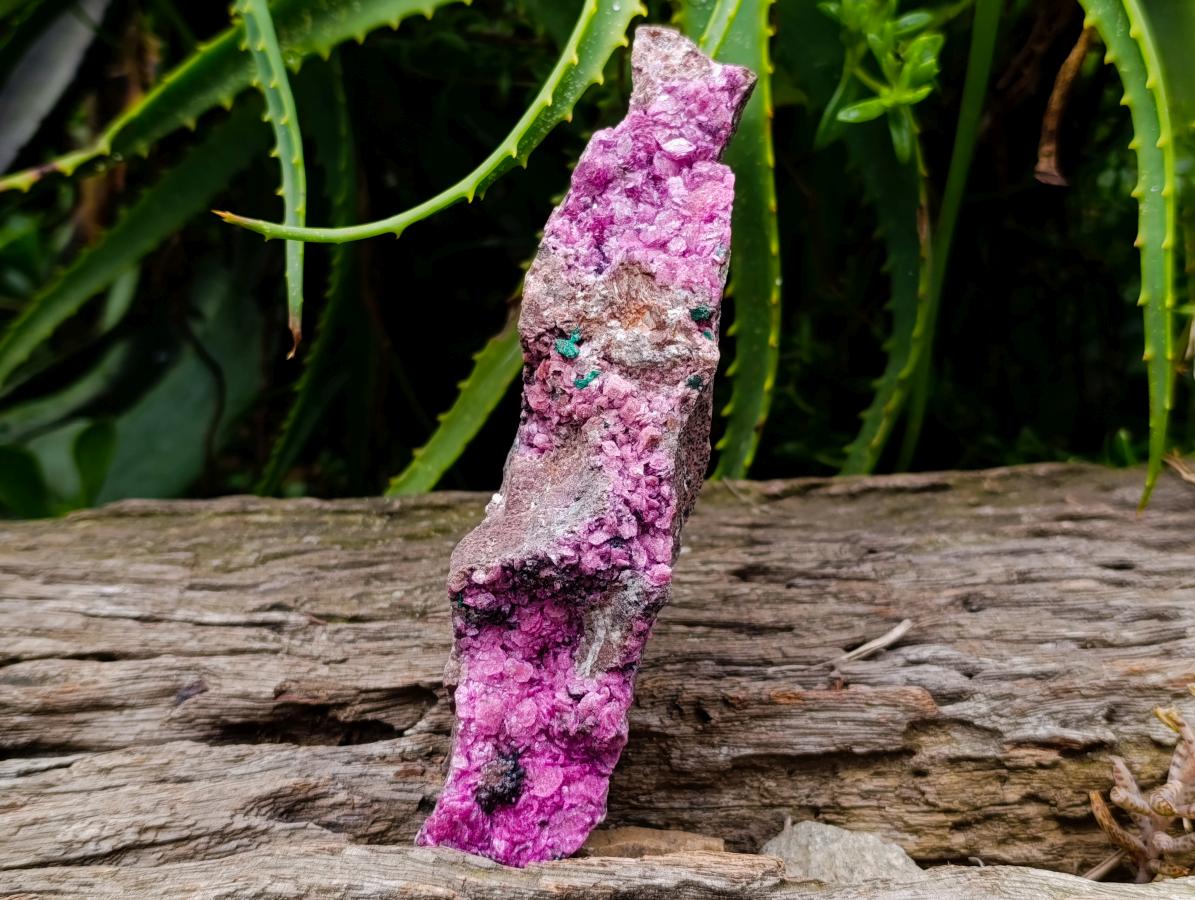 Natural Salrose Cobaltion Dolomite With Malachite And Heterogenite Specimens x 3 From Kakanda, Congo
