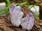 Natural Jacaranda Amethyst Crystals and Clusters x 12 From Mumbwa, Zambia