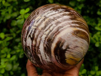 Polished XL Podocarpus Petrified Wood Sphere x 1 From Mahajanga, Madagascar