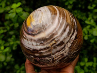 Polished XL Podocarpus Petrified Wood Sphere x 1 From Mahajanga, Madagascar