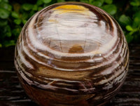Polished XL Podocarpus Petrified Wood Sphere x 1 From Mahajanga, Madagascar