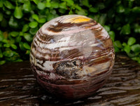 Polished XL Podocarpus Petrified Wood Sphere x 1 From Mahajanga, Madagascar