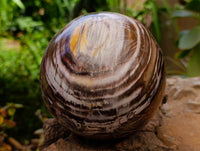 Polished XL Podocarpus Petrified Wood Sphere x 1 From Mahajanga, Madagascar