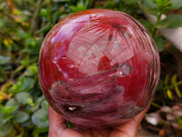 Polished XL Podocarpus Petrified Wood Sphere x 1 From Mahajanga, Madagascar