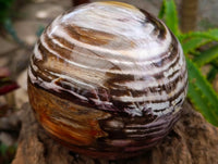 Polished XL Podocarpus Petrified Wood Sphere x 1 From Mahajanga, Madagascar