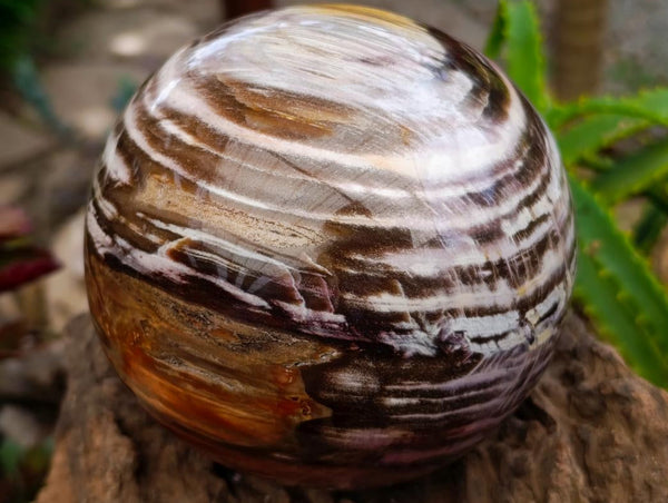 Polished XL Podocarpus Petrified Wood Sphere x 1 From Mahajanga, Madagascar