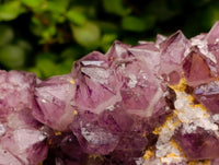 Natural Dark Purple Amethyst Quartz Cluster x 1 From Boekenhouthoek, South Africa