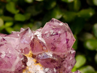 Natural Dark Purple Amethyst Quartz Cluster x 1 From Boekenhouthoek, South Africa