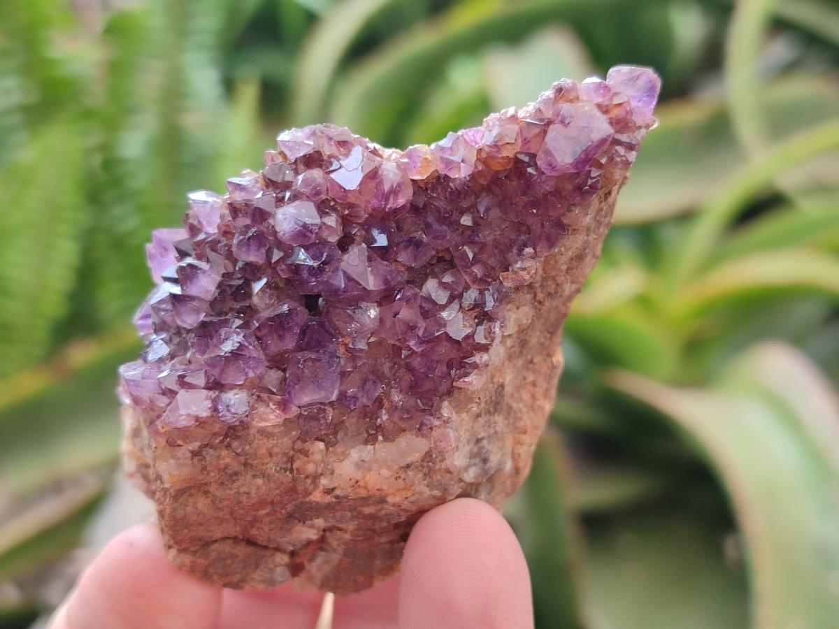 Natural Dark Purple Amethyst Quartz Crystal Plates x 12 From Boekenhouthoek, South Africa
