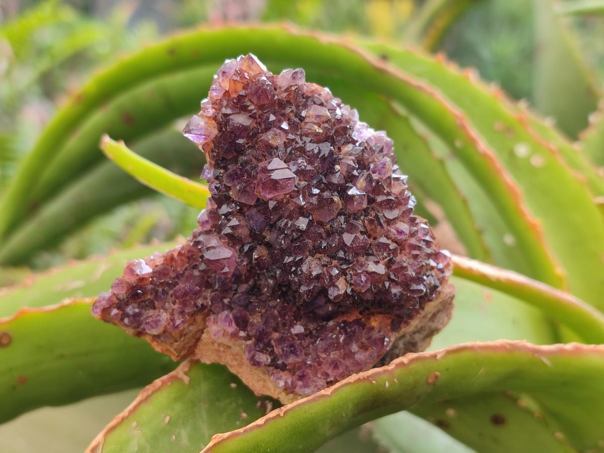 Natural Dark Purple Amethyst Quartz Crystal Plates x 12 From Boekenhouthoek, South Africa