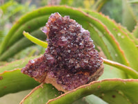 Natural Dark Purple Amethyst Quartz Crystal Plates x 12 From Boekenhouthoek, South Africa