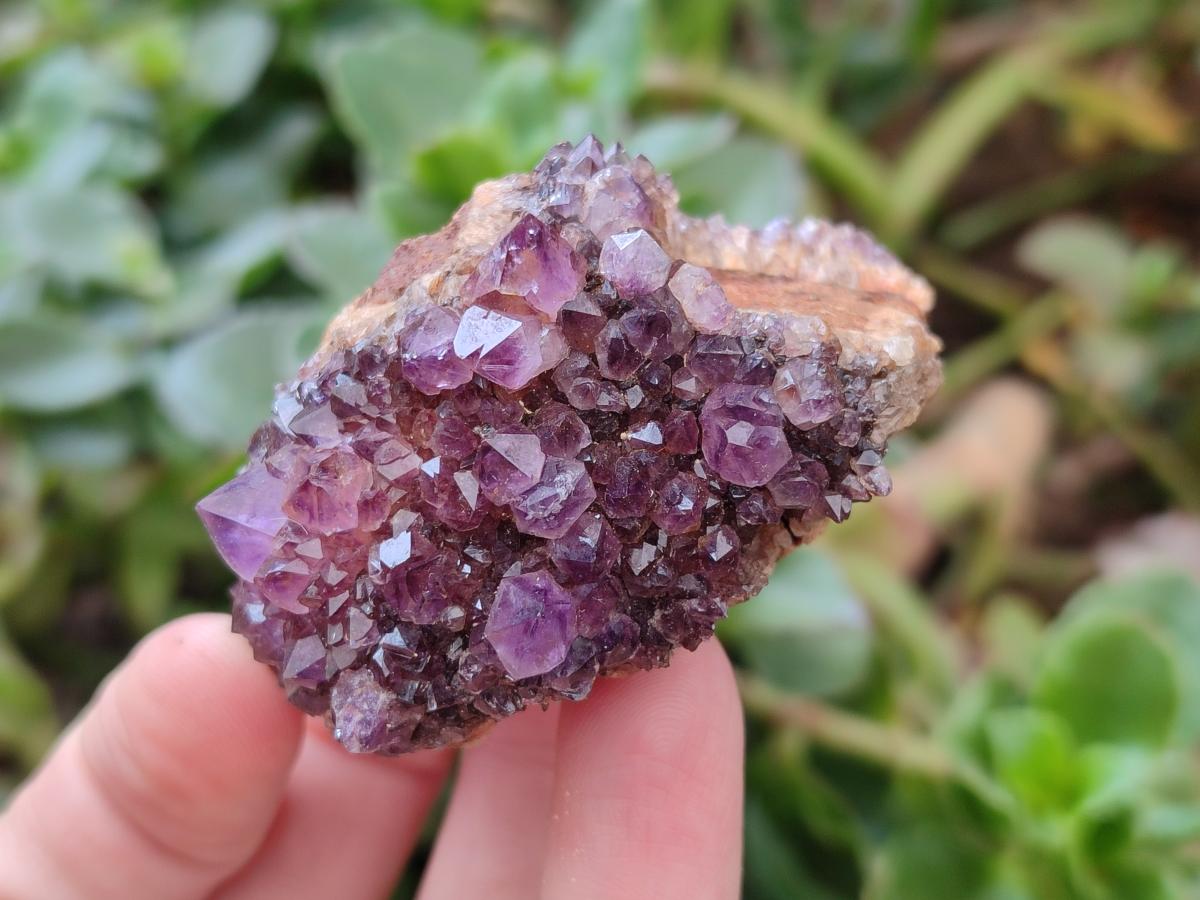 Natural Dark Purple Amethyst Quartz Crystal Plates x 12 From Boekenhouthoek, South Africa