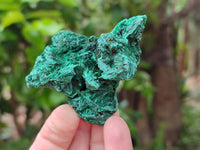 Natural Silky Malachite Specimens x 12 From Kasompe, Congo