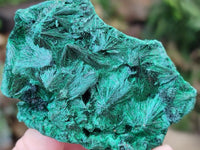 Natural Silky Malachite Specimens x 12 From Kasompe, Congo