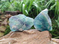 Natural Watermelon Fluorite Cobbed Specimens x 24 From Uis, Namibia