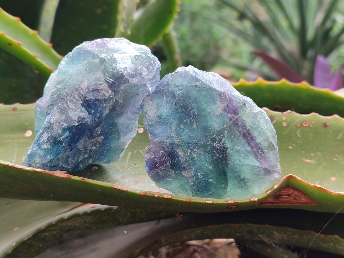Natural Watermelon Fluorite Cobbed Specimens x 24 From Uis, Namibia