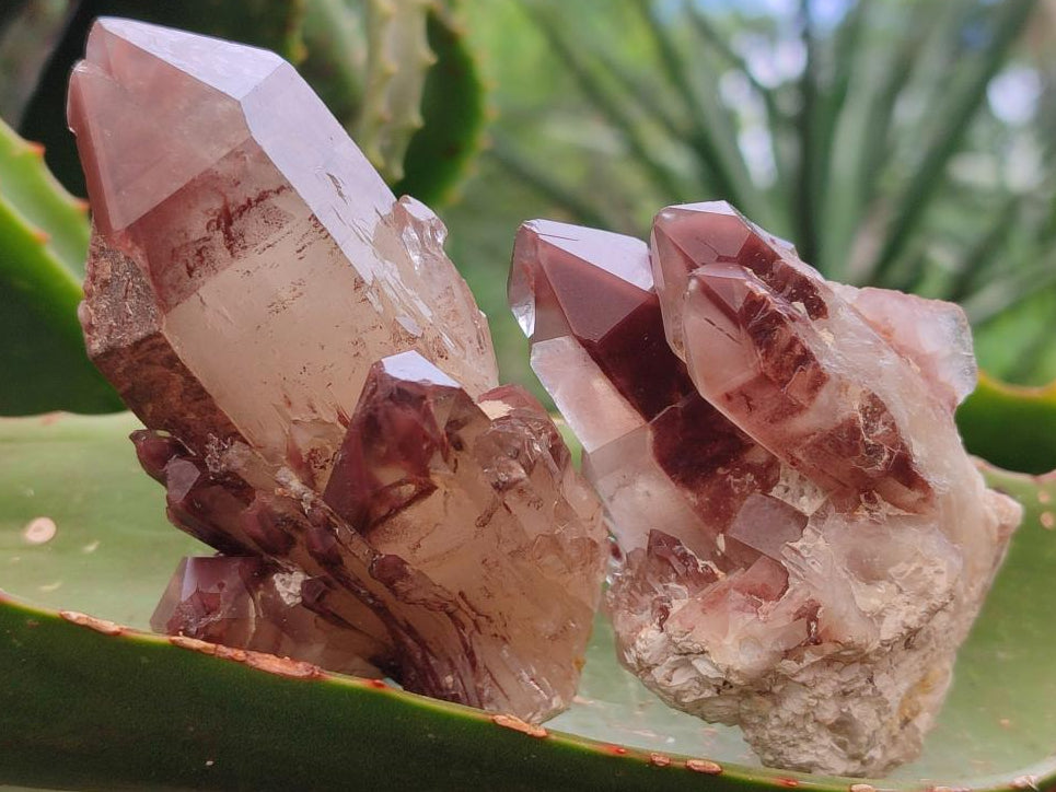 Natural Red Hematoid Quartz Crystal Clusters x 12 From Karoi, Zimbabwe