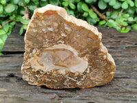 Polished Red Podocarpus Petrified Wood Slices x 6 From Mahajanga, Madagascar