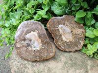 Polished Red Podocarpus Petrified Wood Slices x 6 From Mahajanga, Madagascar
