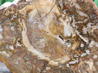 Polished Red Podocarpus Petrified Wood Slices x 6 From Mahajanga, Madagascar