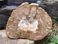 Polished Red Podocarpus Petrified Wood Slices x 6 From Mahajanga, Madagascar