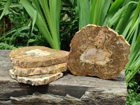 Polished Red Podocarpus Petrified Wood Slices x 6 From Mahajanga, Madagascar