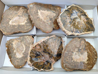 Polished Red Podocarpus Petrified Wood Slices x 6 From Mahajanga, Madagascar