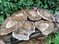 Polished Red Podocarpus Petrified Wood Slices x 6 From Mahajanga, Madagascar