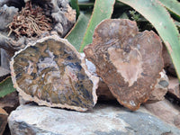 Polished Red Podocarpus Petrified Wood Slices x 6 From Mahajanga, Madagascar
