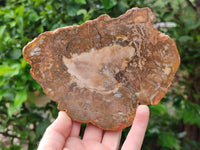 Polished Red Podocarpus Petrified Wood Slices x 6 From Mahajanga, Madagascar