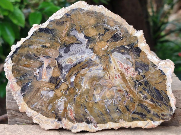Polished Red Podocarpus Petrified Wood Slices x 6 From Mahajanga, Madagascar