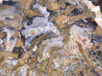 Polished Red Podocarpus Petrified Wood Slices x 6 From Mahajanga, Madagascar