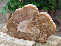 Polished Red Podocarpus Petrified Wood Slices x 6 From Mahajanga, Madagascar