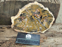 Polished Red Podocarpus Petrified Wood Slices x 6 From Mahajanga, Madagascar