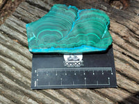 Polished Malacolla Slices x 6 From Kulukuluku, Congo