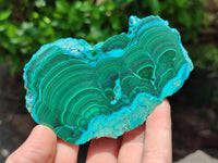 Polished Malacolla Slices x 6 From Kulukuluku, Congo