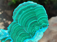 Polished Malacolla Slices x 6 From Kulukuluku, Congo