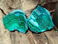 Polished Malacolla Slices x 6 From Kulukuluku, Congo