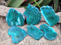 Polished Malacolla Slices x 6 From Kulukuluku, Congo