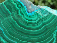 Polished Malacolla Slices x 6 From Kulukuluku, Congo