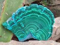 Polished Malacolla Slices x 6 From Kulukuluku, Congo