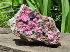 Natural XL Salrose Cobaltion Dolomite Specimens with Silky Malachite Crystals x 1 From Kakanda, Congo