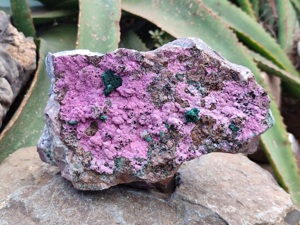Natural XL Salrose Cobaltion Dolomite Specimens with Silky Malachite Crystals x 1 From Kakanda, Congo