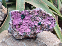 Natural XL Salrose Cobaltion Dolomite Specimens with Silky Malachite Crystals x 1 From Kakanda, Congo